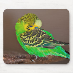 Snoozing Budgie Mousemat