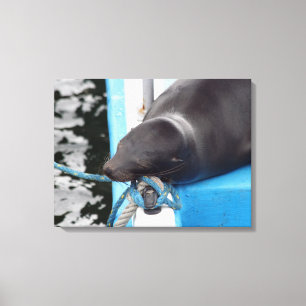 Snoozing Galapagos Sea Lion Canvas Print