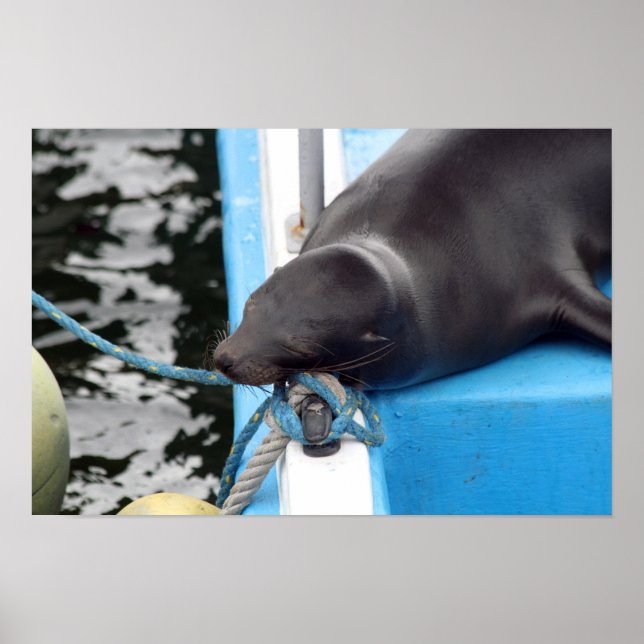 Snoozing Galapagos Sea Lion Poster (Front)