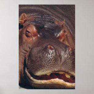 Snoozing Hippopotamus Portrait Poster