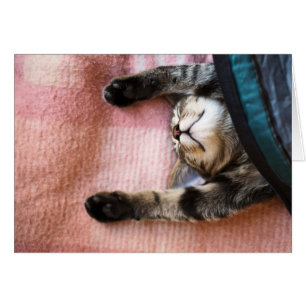 Snoozing Kitten