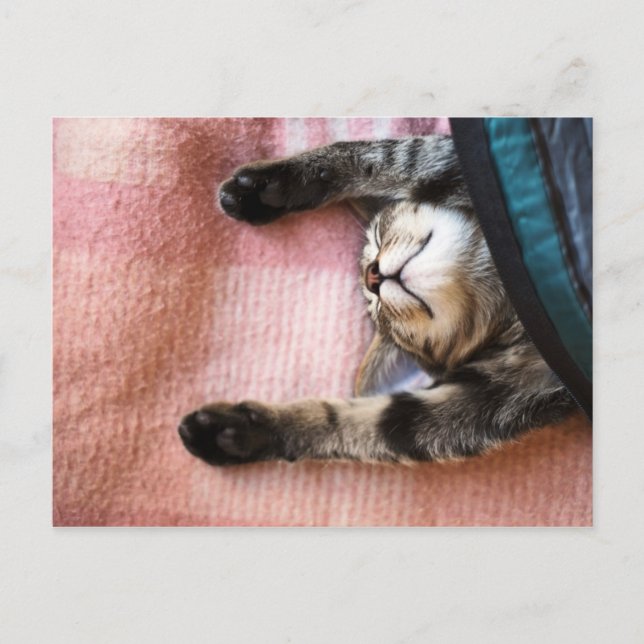 Snoozing Kitten Postcard (Front)