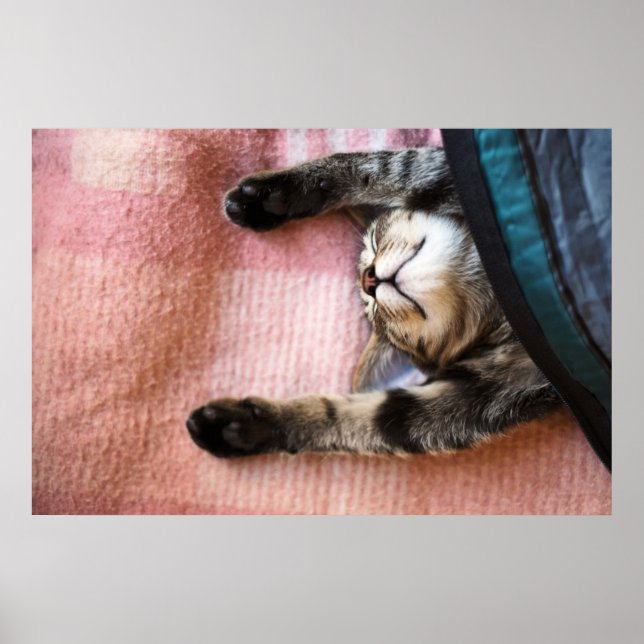 Snoozing Kitten Poster (Front)