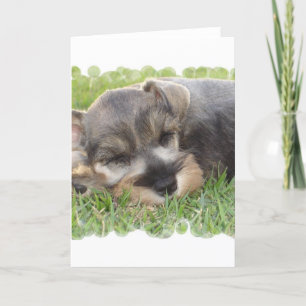 Snoozing Schnauzer Greeting Card