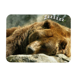 Snoring Bear Magnet