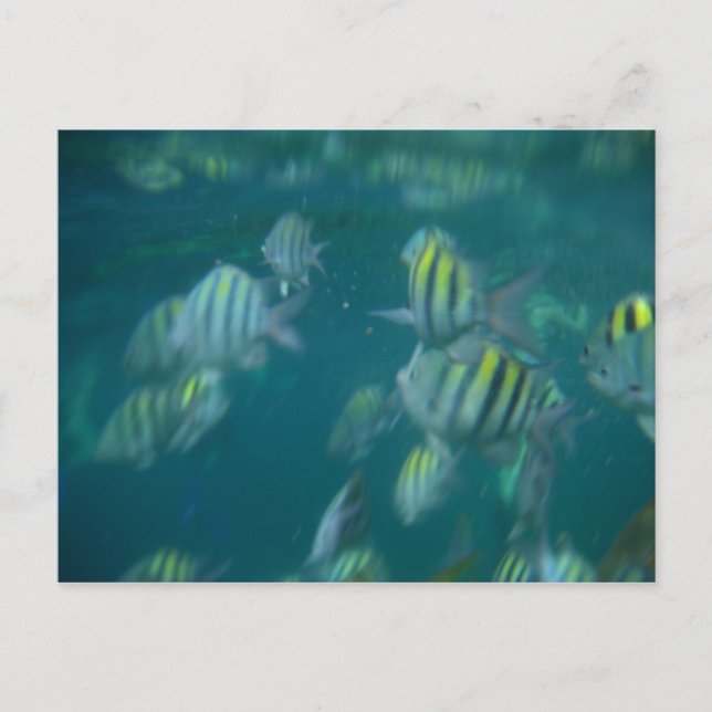 snorkelling postcard (Front)