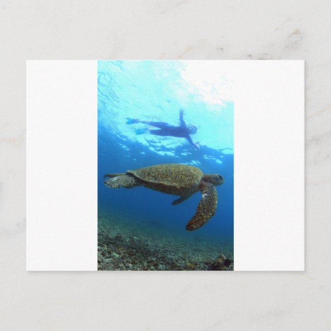Snorkelling with sea turtle Galapagos Islands Postcard (Front)