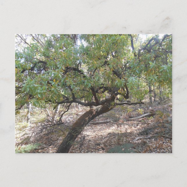 Snottygobble Old Hag Bush Tree Postcard (Front)