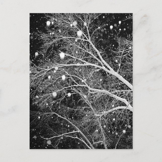 Snow Among Branches Postcard (Front)