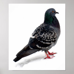Snow and pigeon poster