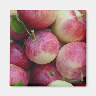Snow Apples Magnet