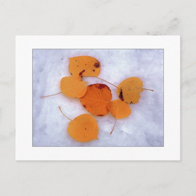 "Snow Aspens" Postcard (Front)