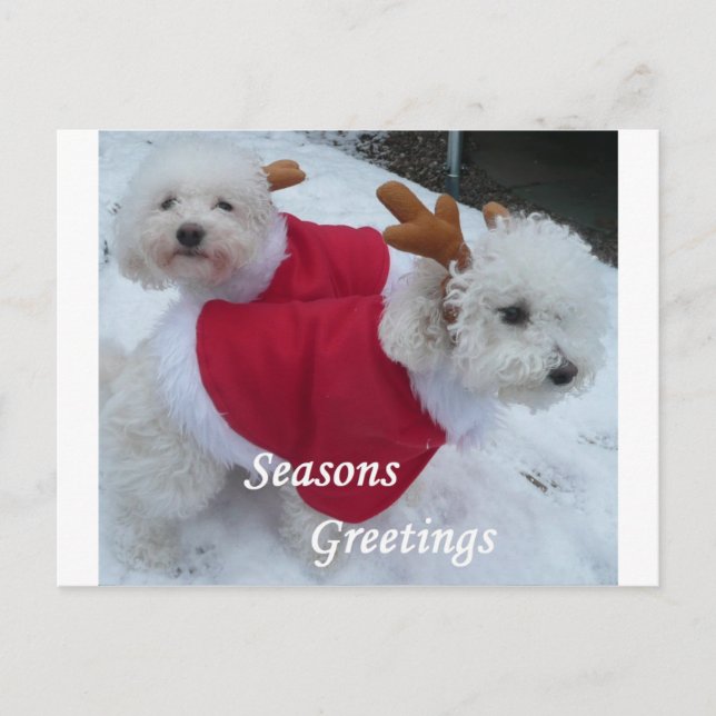 Snow Babys Holiday Postcard (Front)