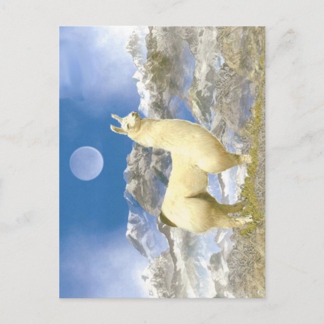 Snow Bear Postcard (Front)