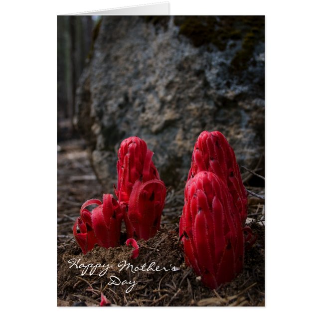 Snow Blossom Mother's Day (Front)