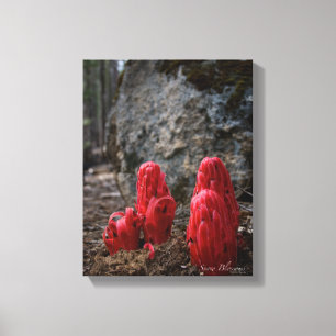 Snow Blossoms Canvas Print