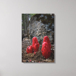 Snow Blossoms Canvas Print