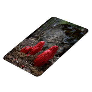 Snow Blossoms Magnet