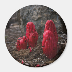Snow Blossoms Magnet