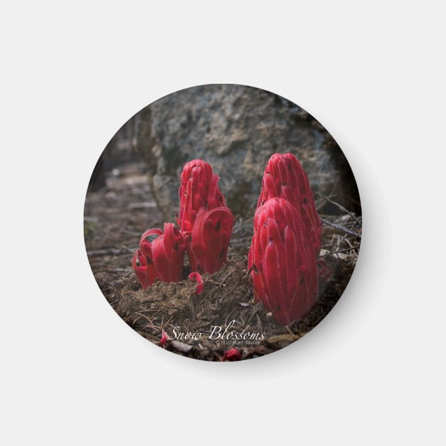 Snow Blossoms Magnet (Front)