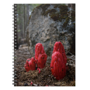 Snow Blossoms Notebook