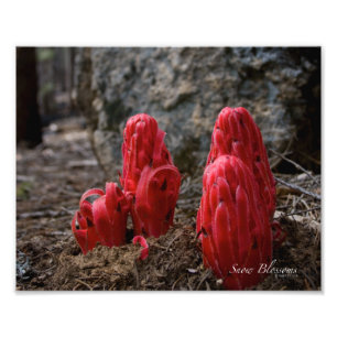 Snow Blossoms Photo Print