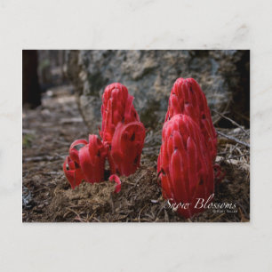 Snow Blossoms Postcard