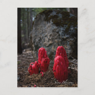 Snow Blossoms Postcard