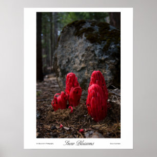 Snow Blossoms Prints