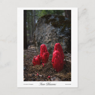 Snow Blossoms Prints Postcard