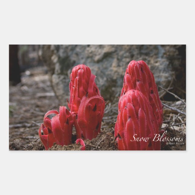 Snow Blossoms Rectangular Sticker (Front)