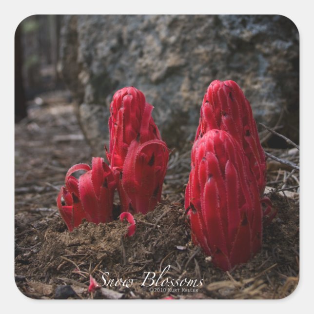 Snow Blossoms Square Sticker (Front)