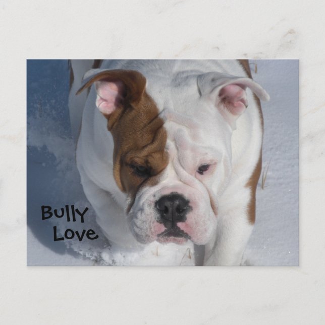 Snow Bully 2 - English Bulldog Postcard (Front)