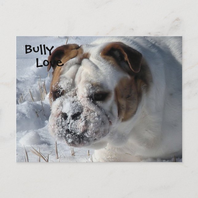 Snow Bully - English Bulldog Postcard (Front)