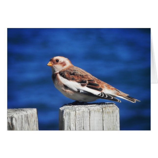 Snow Bunting (Front Horizontal)