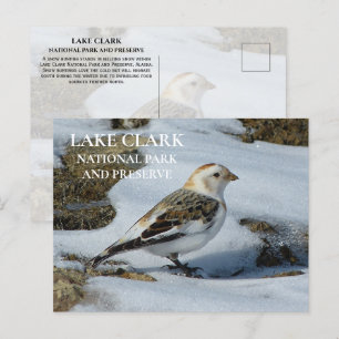 Snow Bunting in Snow, Lake Clark National Park Pos Postcard