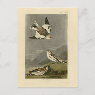 Snow Bunting John James Audubon's Birds of America Postcard