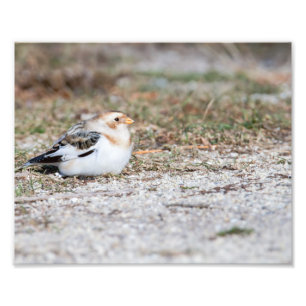 Snow Bunting Photography Print