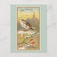 Snow Bunting