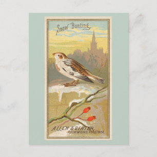 Snow Bunting Postcard