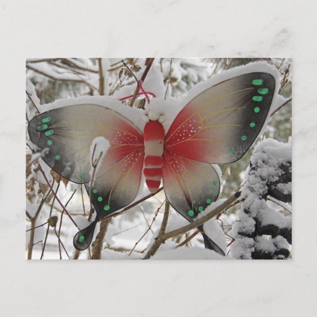 Snow Butterfly Postcard (Front)