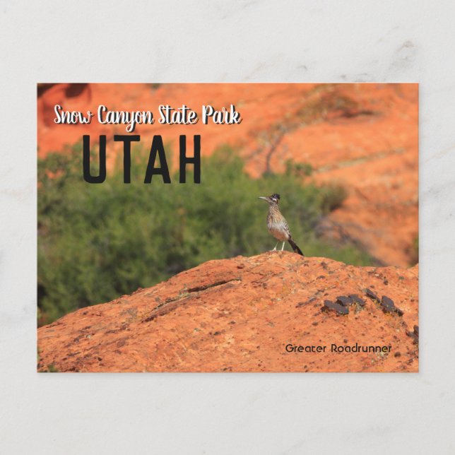 Snow Canyon Roadrunner Utah Postcard (Front)