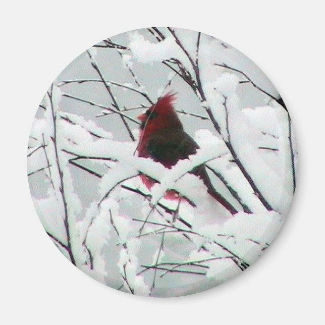 Snow Cardinal  Magnet (Front)