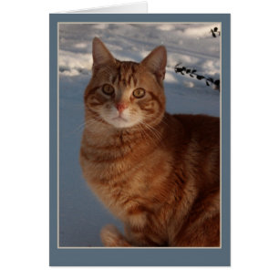 Snow Cat