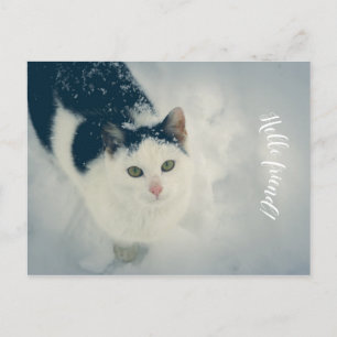 Snow cat  postcard