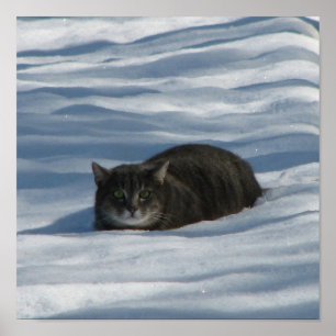 SNOW CAT POSTER