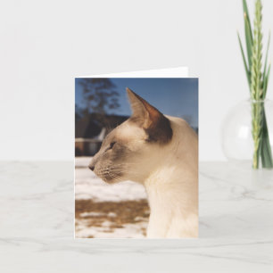 Snow Cat - Siamese Blue Point Profile Card