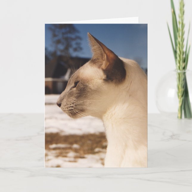Snow Cat - Siamese Blue Point Profile Card (Front)