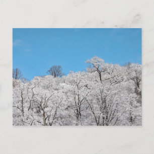 Snow Coating Postcard