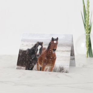 Snow Colts Greeting Card